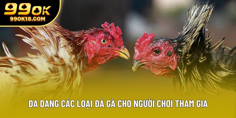 Đa dạng các loại đá gà cho người chơi tham gia Đa dạng các loại đá gà cho người chơi tham gia