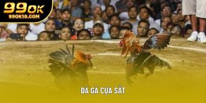 Đá gà cựa sắt – Nghệ thuật của tốc độ và sự chính xác trong từng cú ra đòn