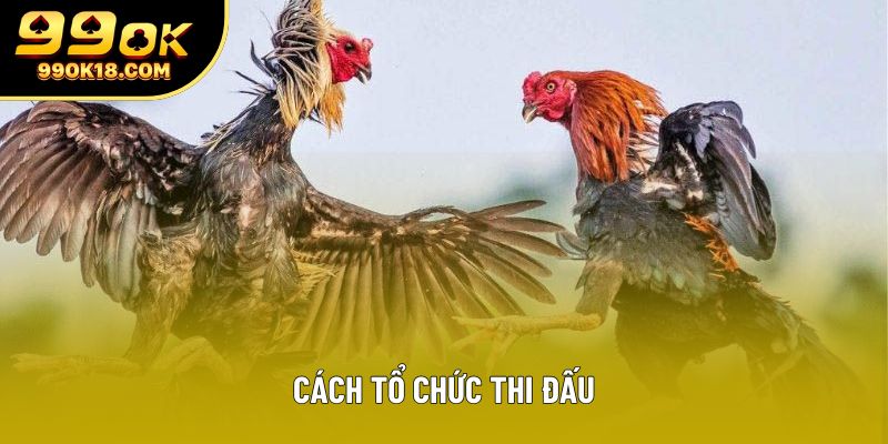 Cách thức tổ chức thi đấu Cách thức tổ chức thi đấu