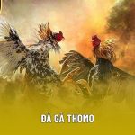 Đá gà Thomo – Đấu trường huyền thoại khuấy đảo giới cược thủ