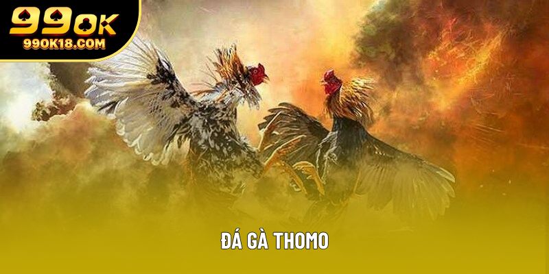 Đá gà Thomo – Đấu trường huyền thoại khuấy đảo giới cược thủ