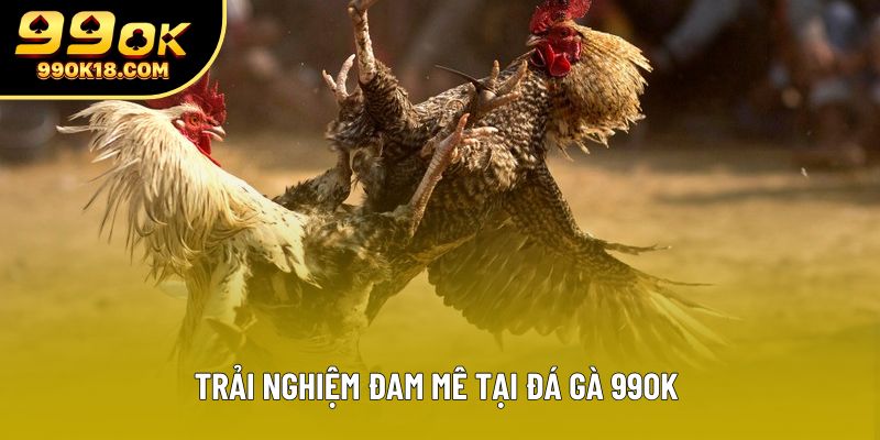 Trải nghiệm đam mê tại đá gà 99OK Trải nghiệm đam mê tại đá gà 99OK